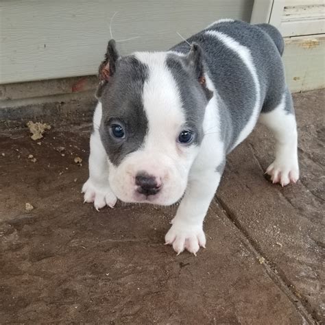 AMERICAN BULLY PUPPIES FOR SALE .